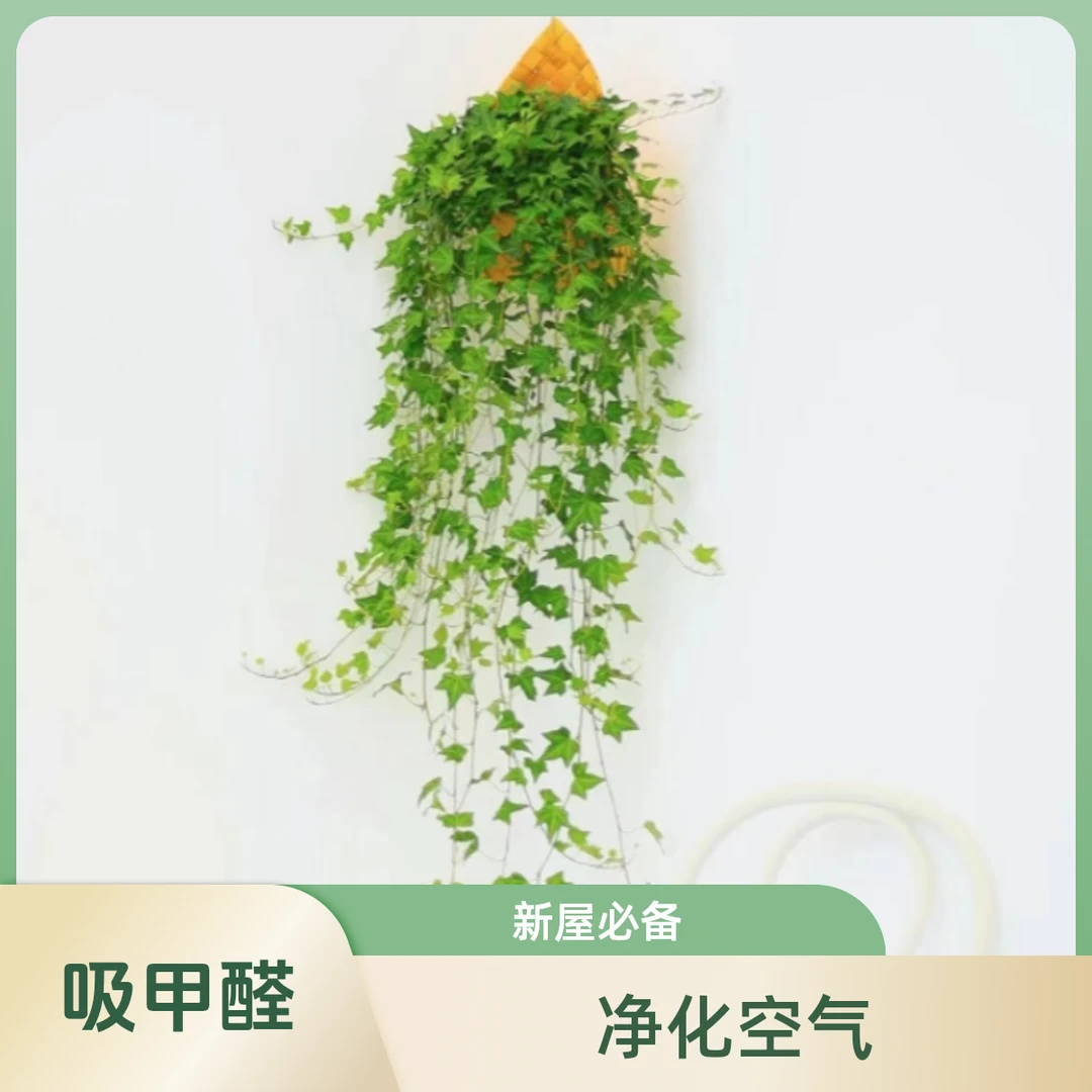 枫叶常青藤吊兰净化空气吸甲醛绿植室内耐阴好养幸福发财树紫竹