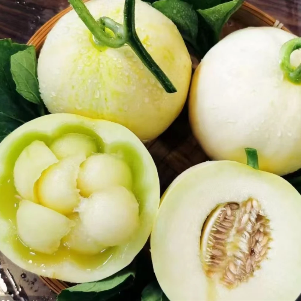 【阎良甜瓜】陕西头茬甜瓜脆甜多汁新鲜当季水果现摘现发坏果包赔