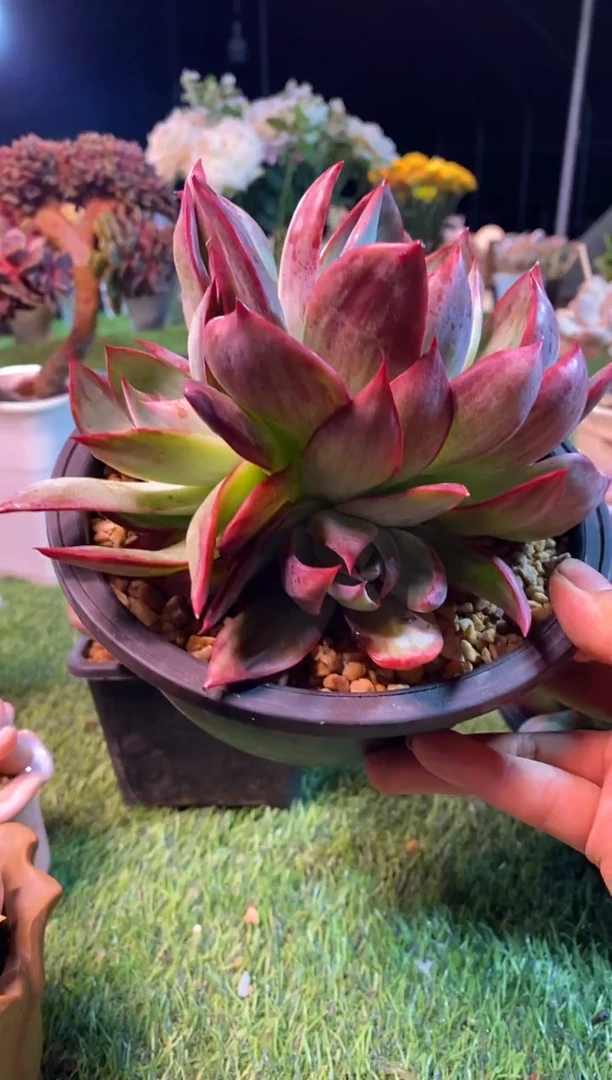 0630aa（满28包邮发货）