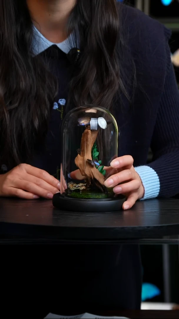 蝴蝶标本摆件竞拍M202