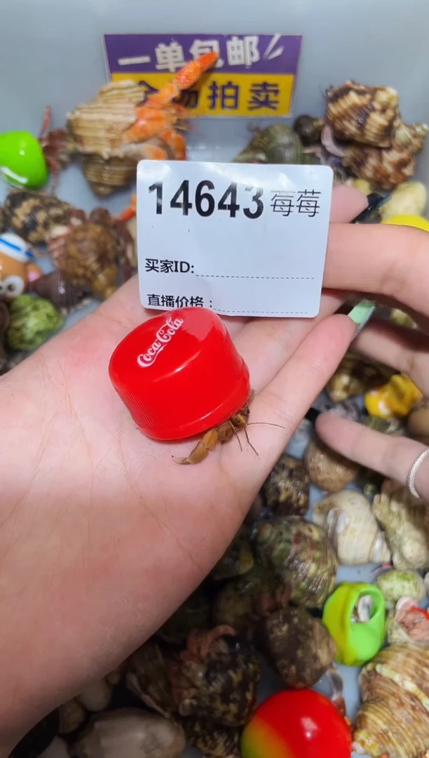 陌派甄选寄居蟹14643，1.8口