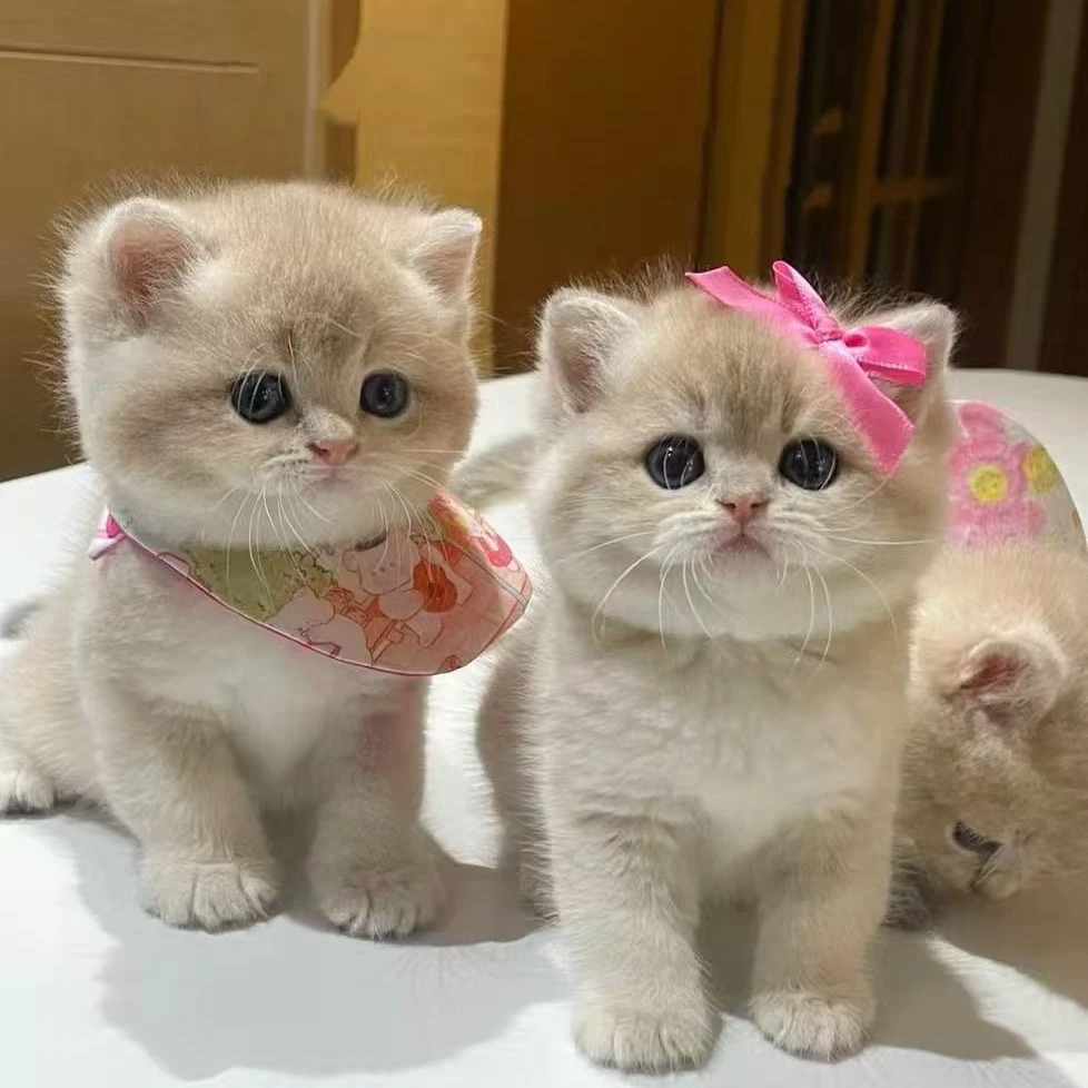 【熊猫】宠物猫咪活体幼猫全品一物一拍