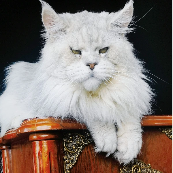 酷柒家缅因猫温顺可爱粘人小猫咪缅因猫幼体