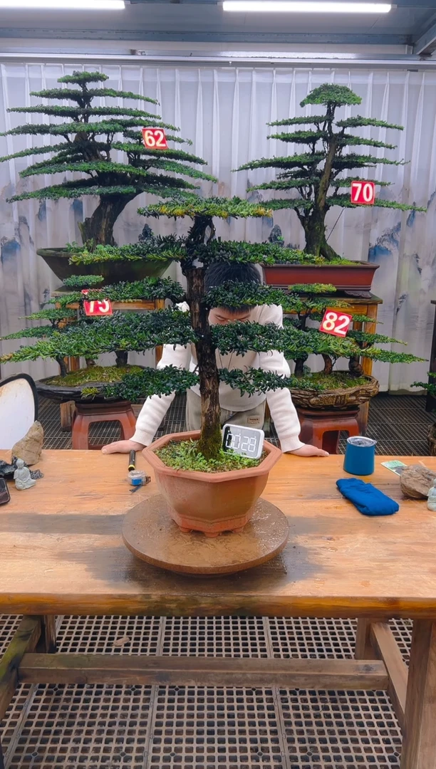 无花朵精品盆景直播间一物一拍