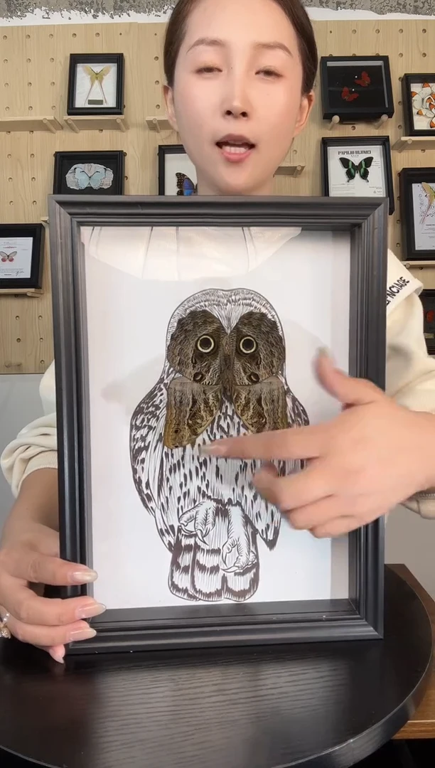 猫头鹰环蝶（蝴蝶装饰画A4框）