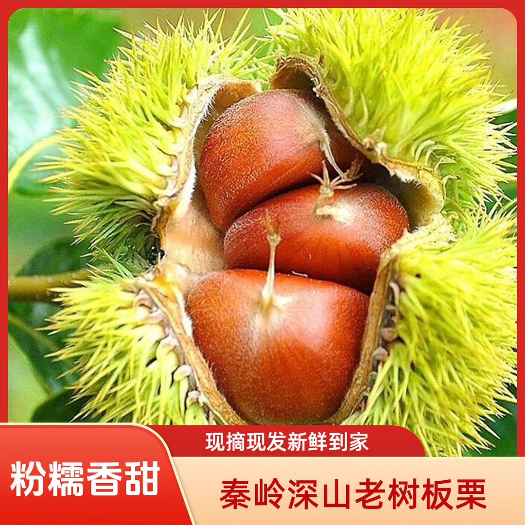 【新果特惠】秦岭高山板栗油板栗原产地直发粉糯香甜零食常备