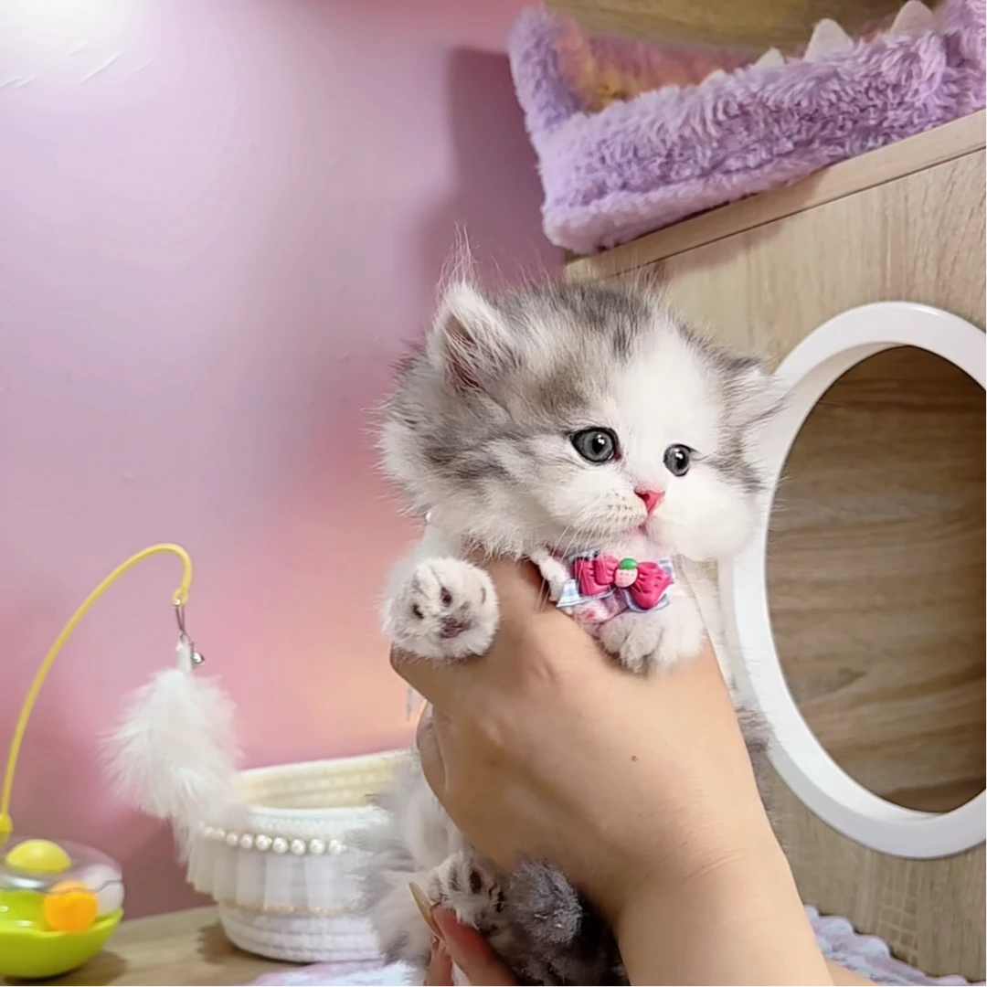 萌宠甜美系矮脚猫曼基康拿破仑小猫咪活体宠物