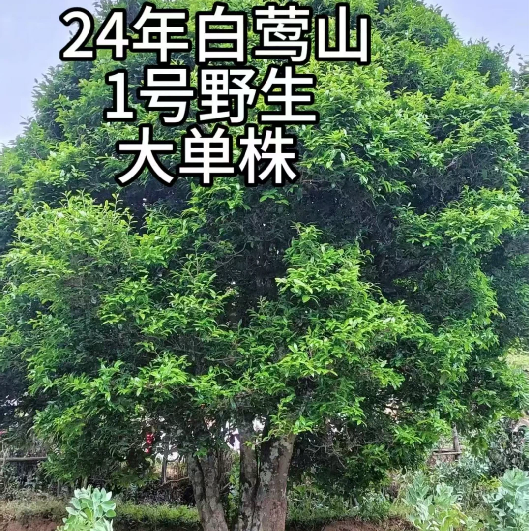 24年白莺山本山1号野韵大单株普洱生茶