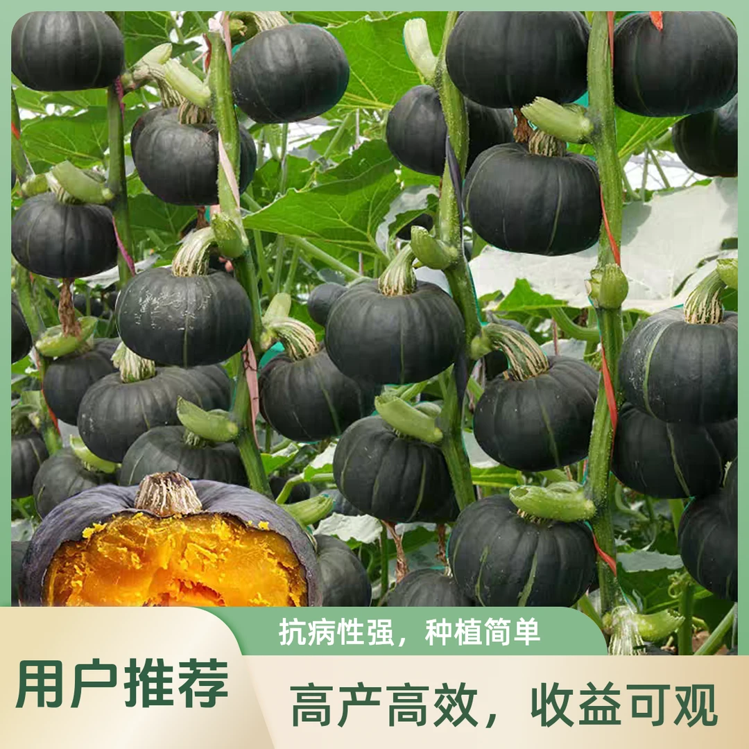 【满5元包邮】板栗南瓜、贝贝南瓜种子、日本南瓜种子