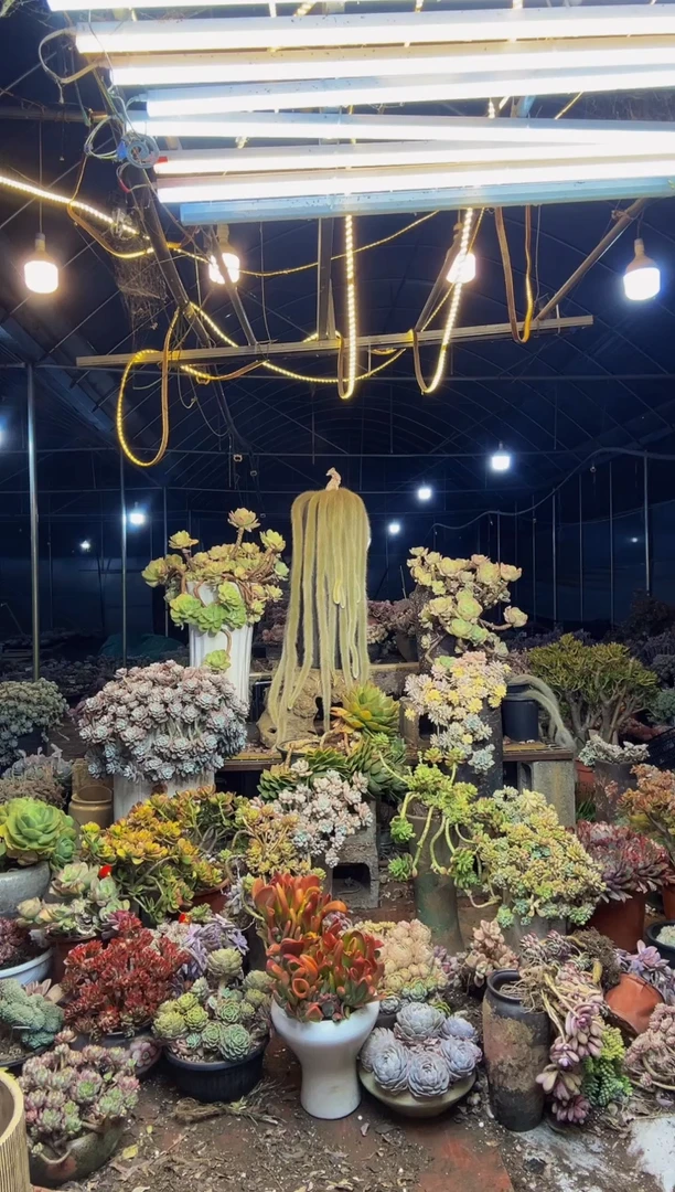 【闪购商品】2号一物一拍默认微瑕不售后