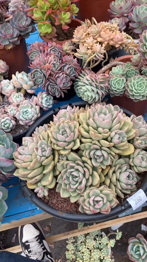 【闪购商品】2060奶油鳄梨