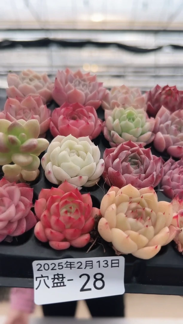 【闪购商品】穴盘-28