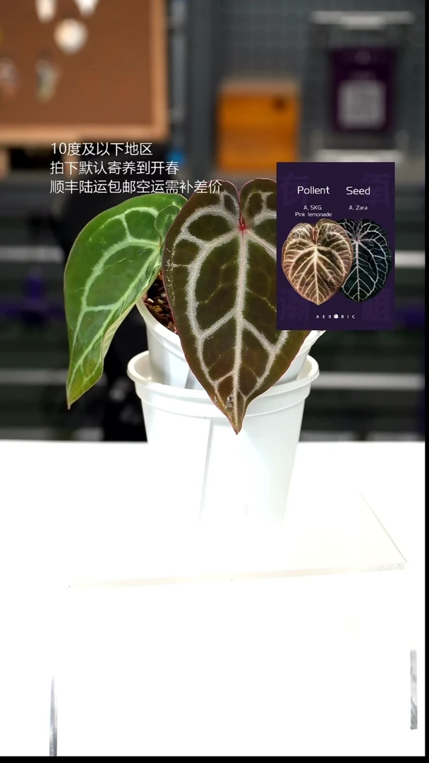 完全开放021-粉柠檬红