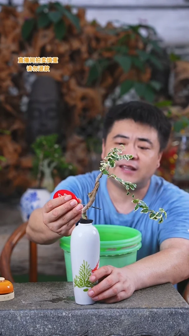 当前无花栽培后可以开花269霹雳+