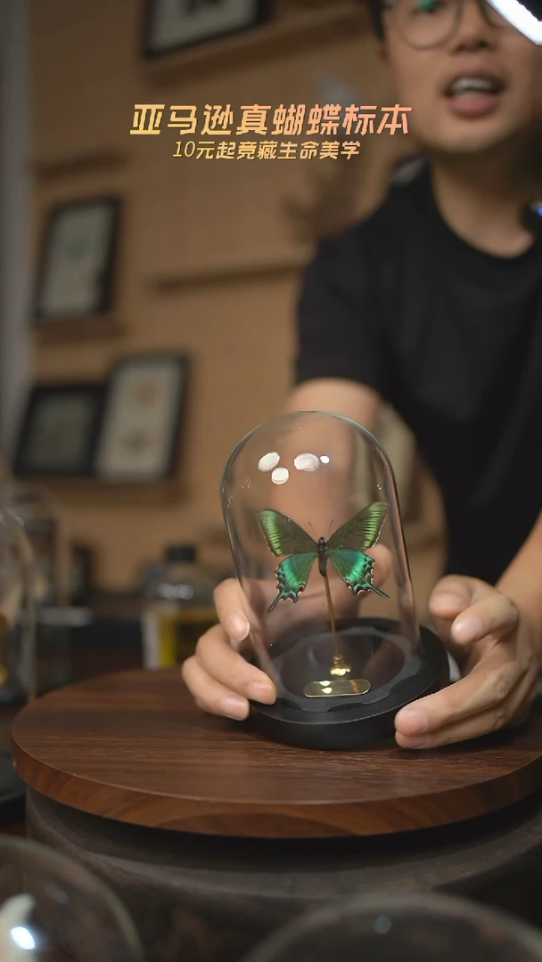 有机玻璃绿带翠凤蝶春型玻璃罩