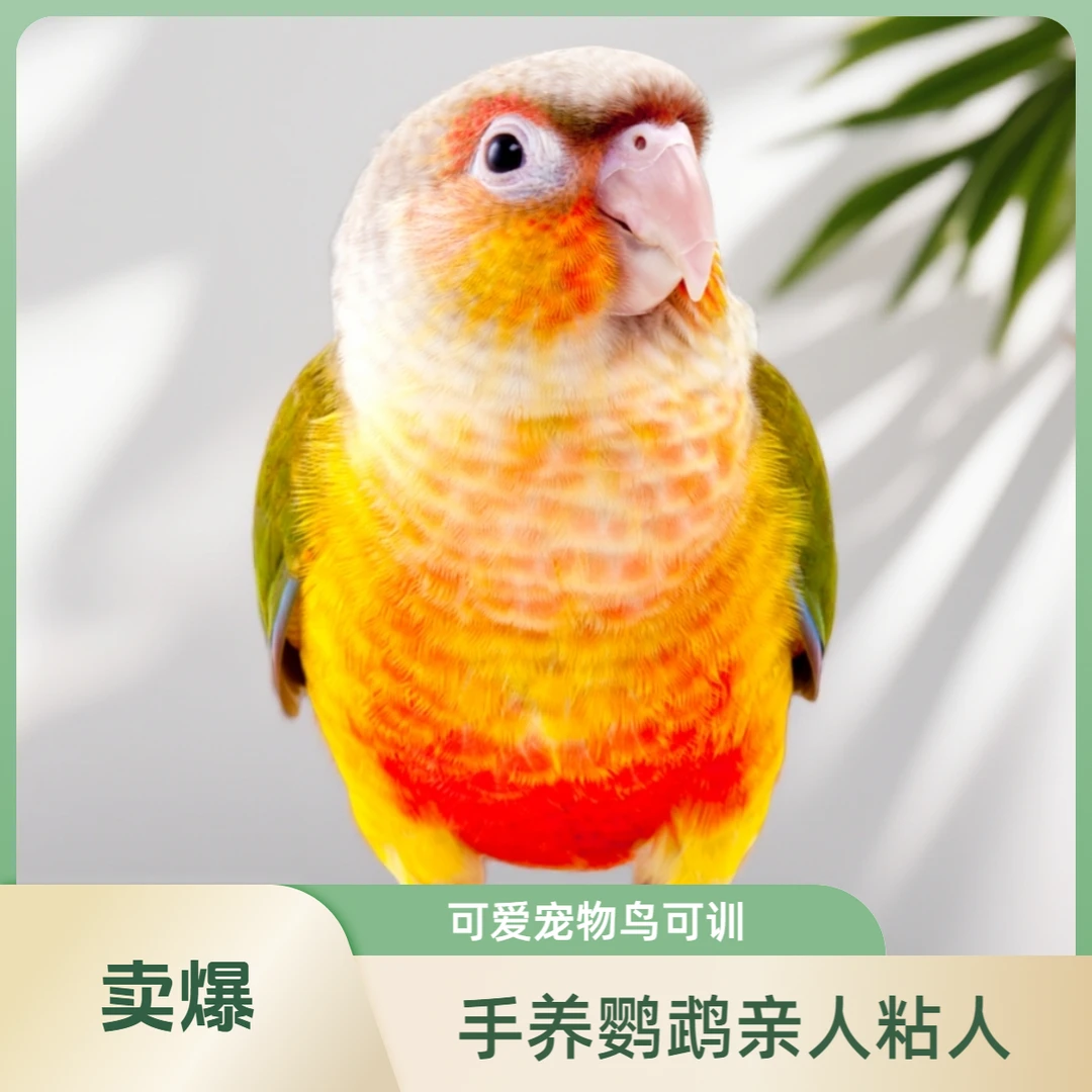 手养亲人鹦鹉可爱可学说话可训宠物鸟