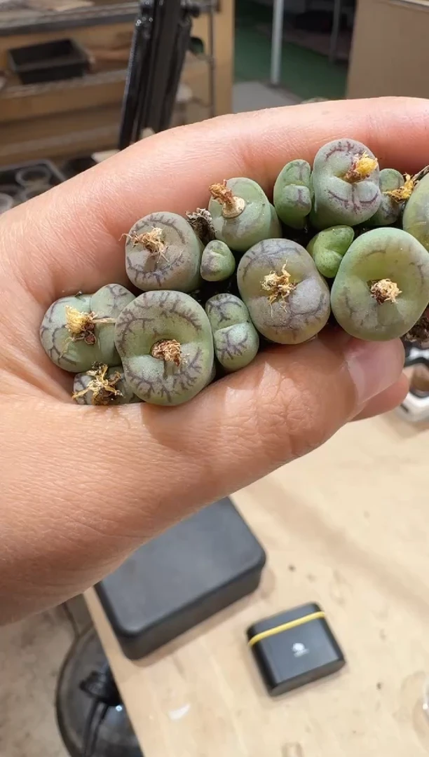 21多肉植物肉锥杂交一颗