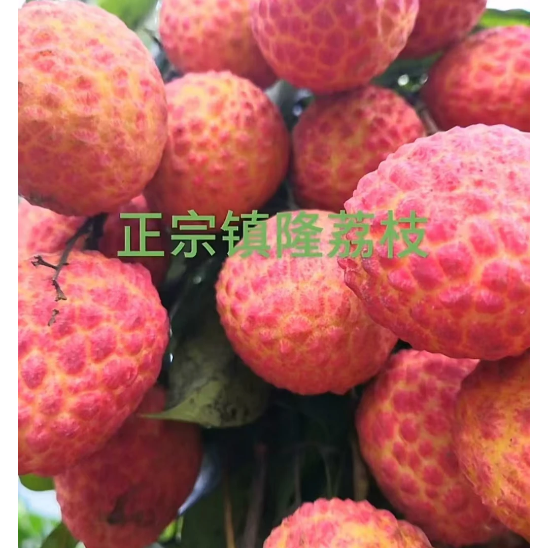 当季桂味广东惠州镇隆荔枝现摘桂花香爆甜（顺丰冷链）