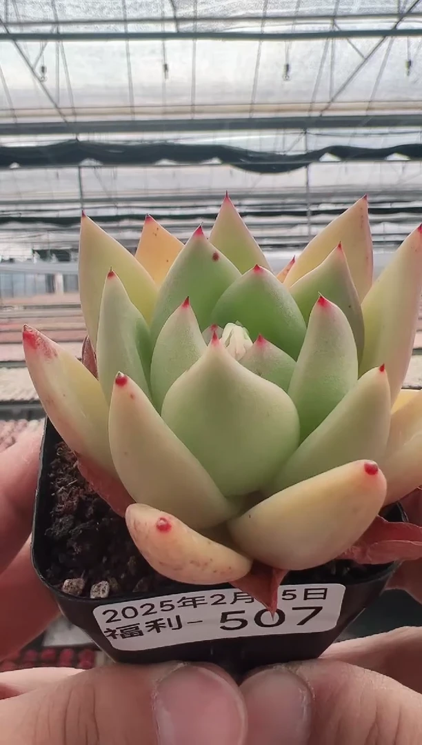 【闪购商品】福利多肉-507