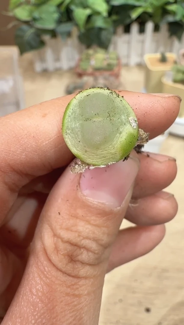 29-304多肉植物肉锥