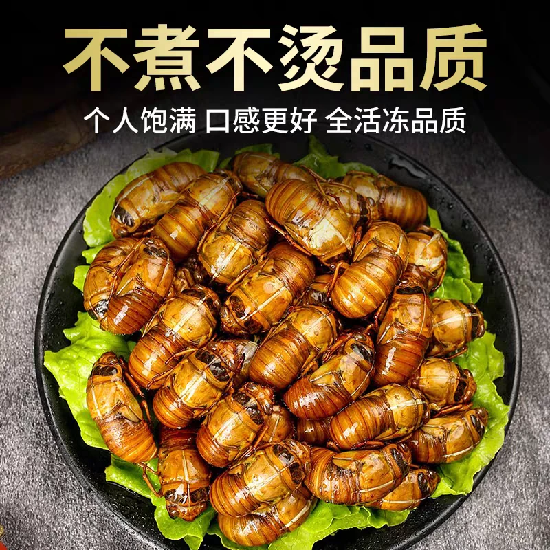 山东曹县25年金蝉现抓现卖个大肉多鲜嫩