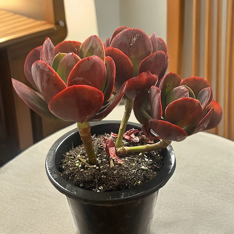 多头大唐玫瑰230#HQ云媚多肉植物好新手闭眼阳台庭院一单包邮