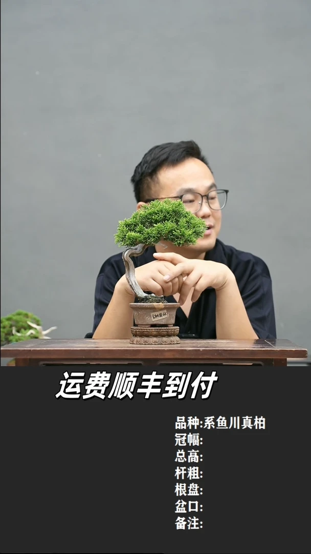 极**混14系鱼川真柏