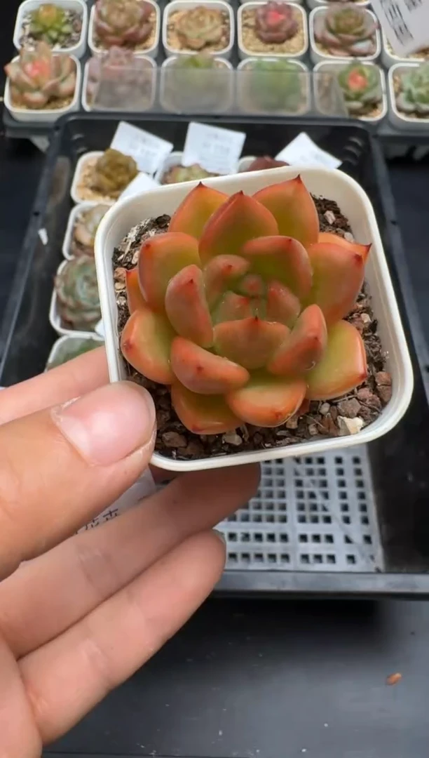 168H云禹多肉植物 带盆土纸巾打包 当天拍3颗包邮
