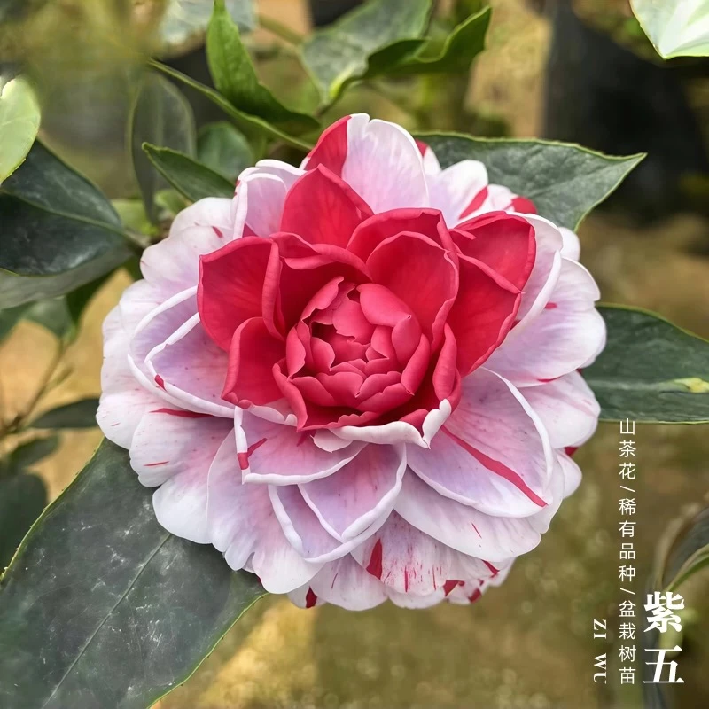 【紫五、乌黑仙、白喷】赤丹科变异品种新品茶花盆栽福建正版品种