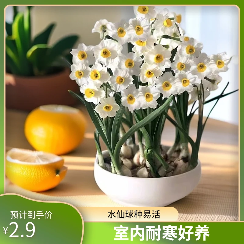 水仙花种球年宵花卉冬季室内耐寒水养盆栽植物复瓣洋水仙遇水就活