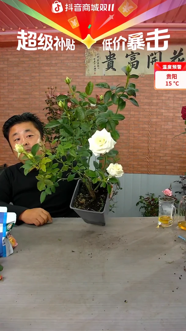 当前无花朵，栽培后可花朵白巧克力