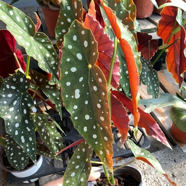 鳟鱼秋海棠绿植盆栽室内观赏植物耐热好养创意桌面花卉