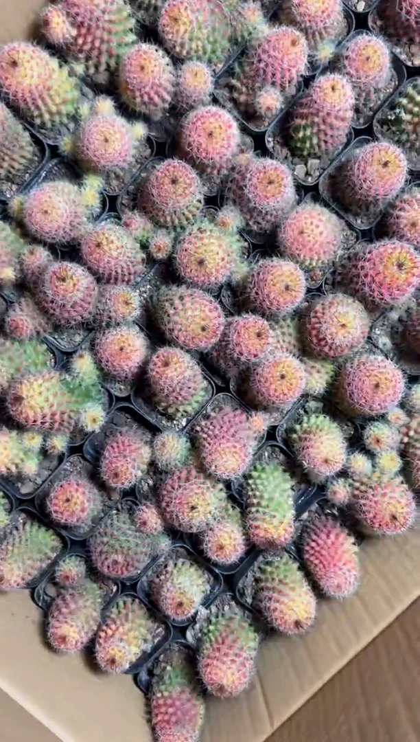 5颗 红娜丸 自然锦【带根】