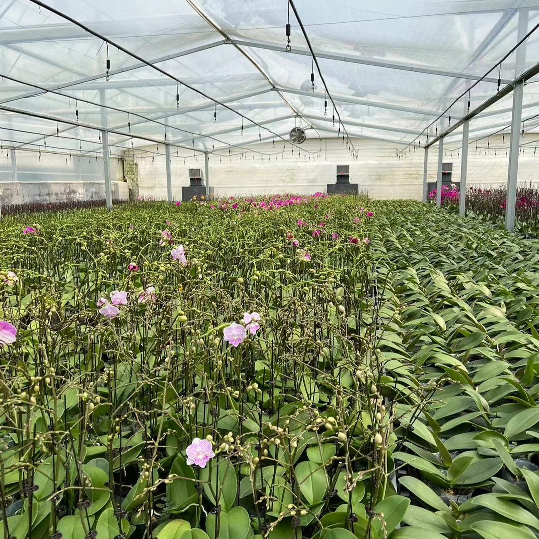 青桔 【盲盒随机】欧品小花蝴蝶兰基地直发