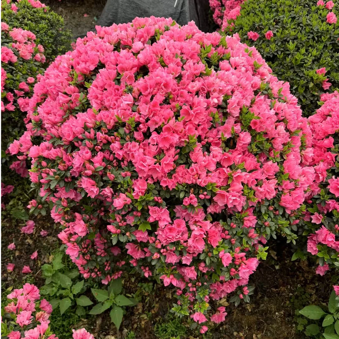 精品杜鹃花一物一拍