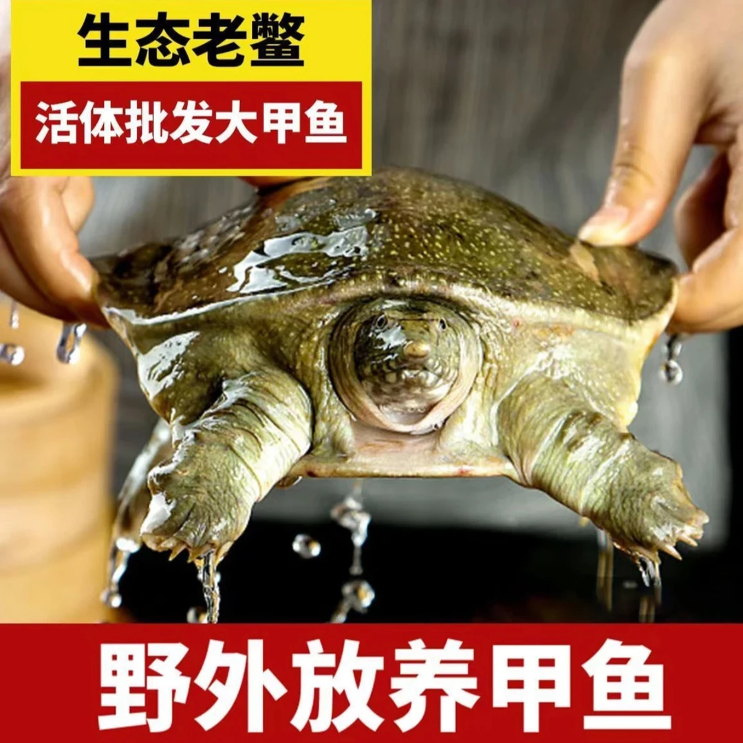 拍1只发2只 外塘甲鱼 共5斤生猛甲鱼 青黄背水鱼包活顺丰到家