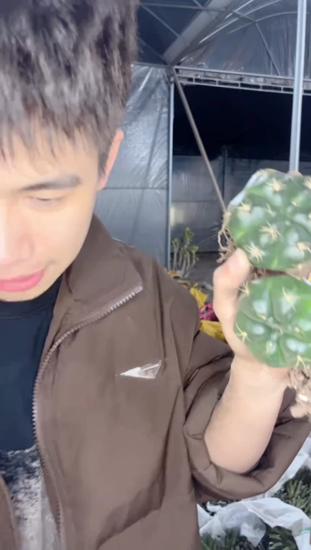 【闪购商品】2颗美花海王