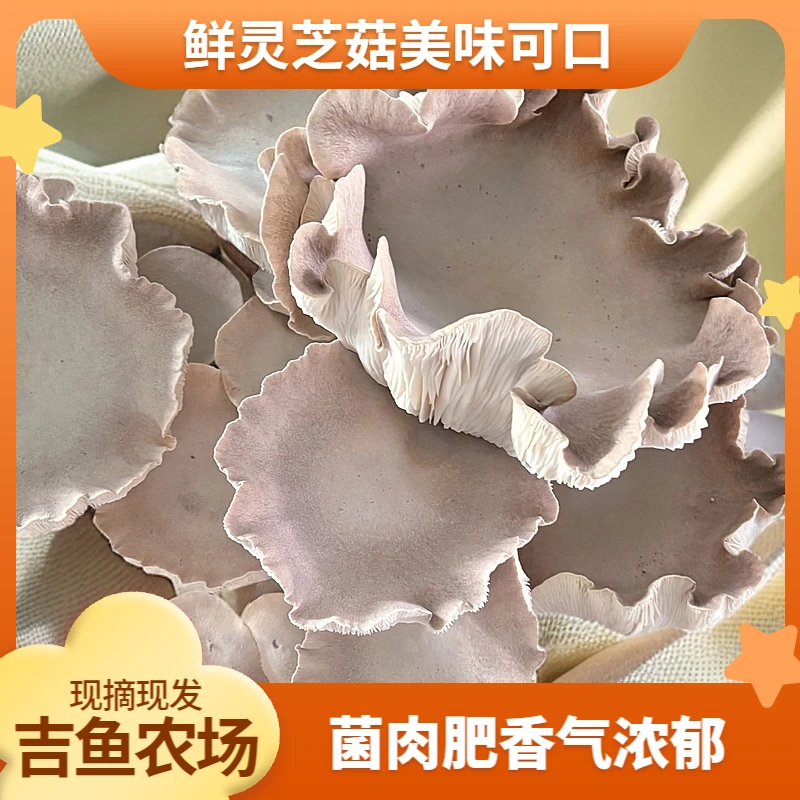鲜灵芝菇肉肥美味