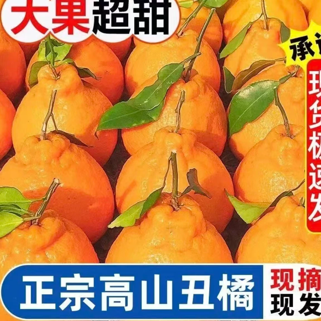 新鲜多汁大果丑橘酸甜无籽现摘现发应季水果孕妇水果