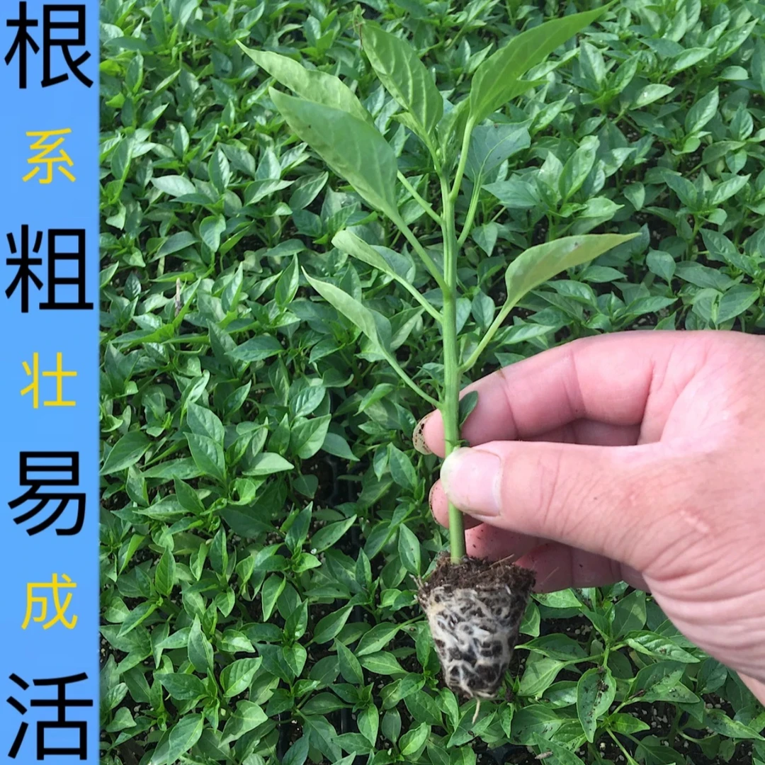 辣椒苗福利！！！！！！