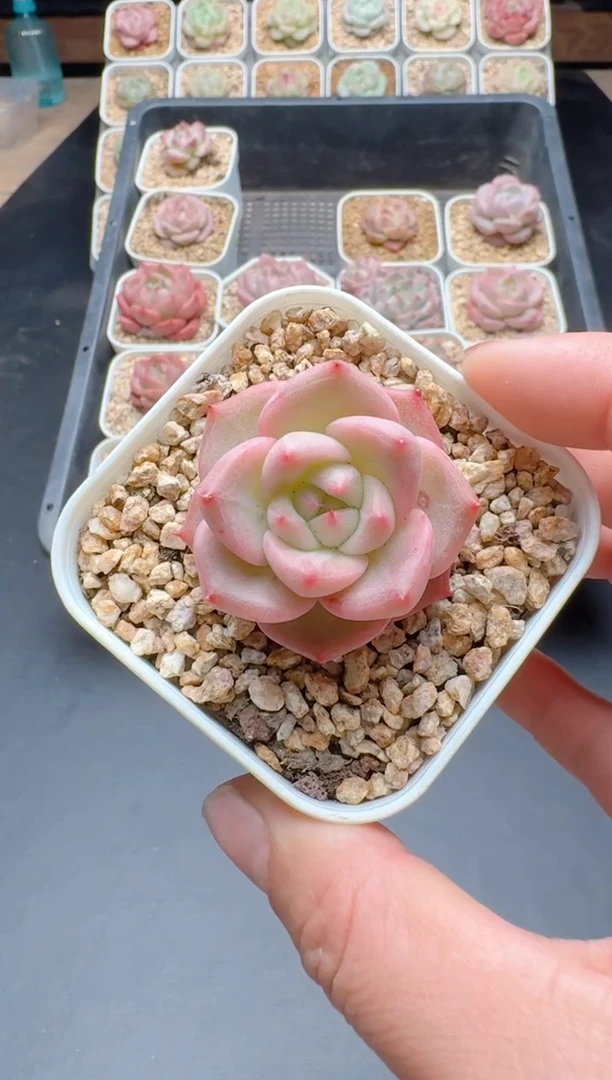 【闪购商品】564A多肉带盆土6.5杯当天拍3颗包柚