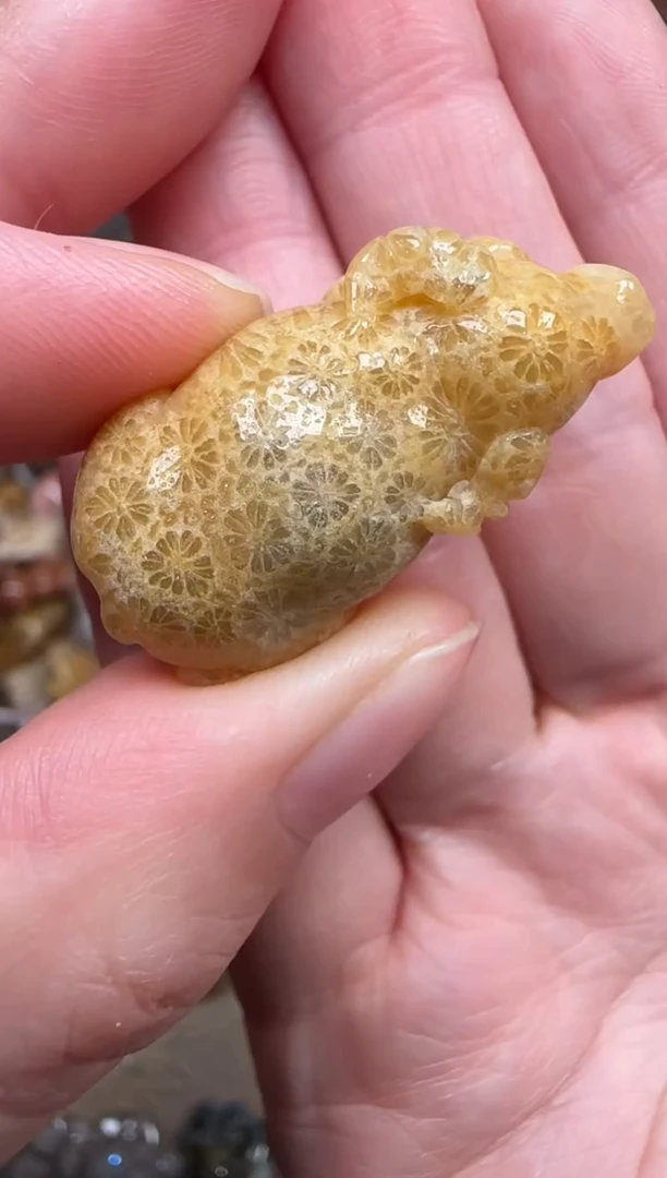 颈饰未镶嵌硅化珊瑚（珊瑚玉）809