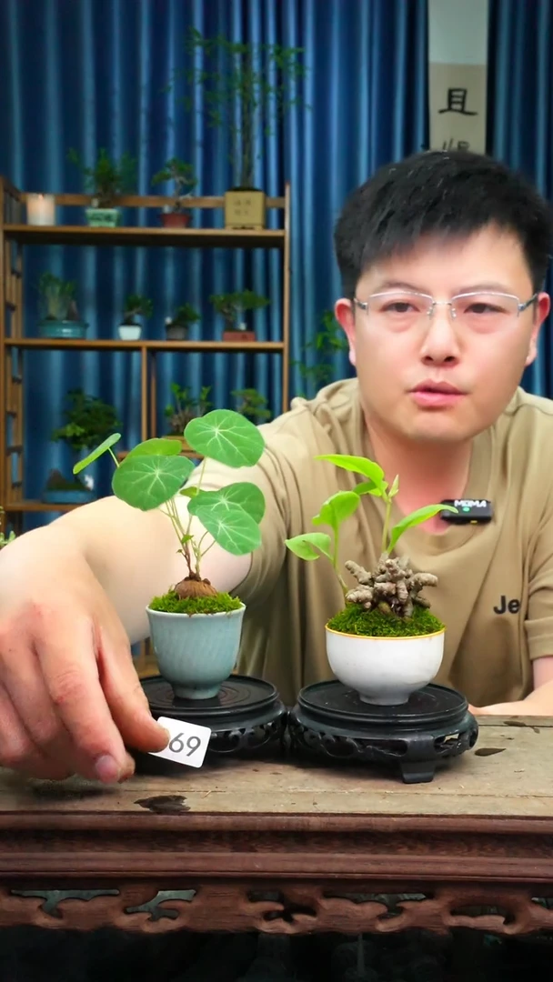 无花朵苔藓微景观869号