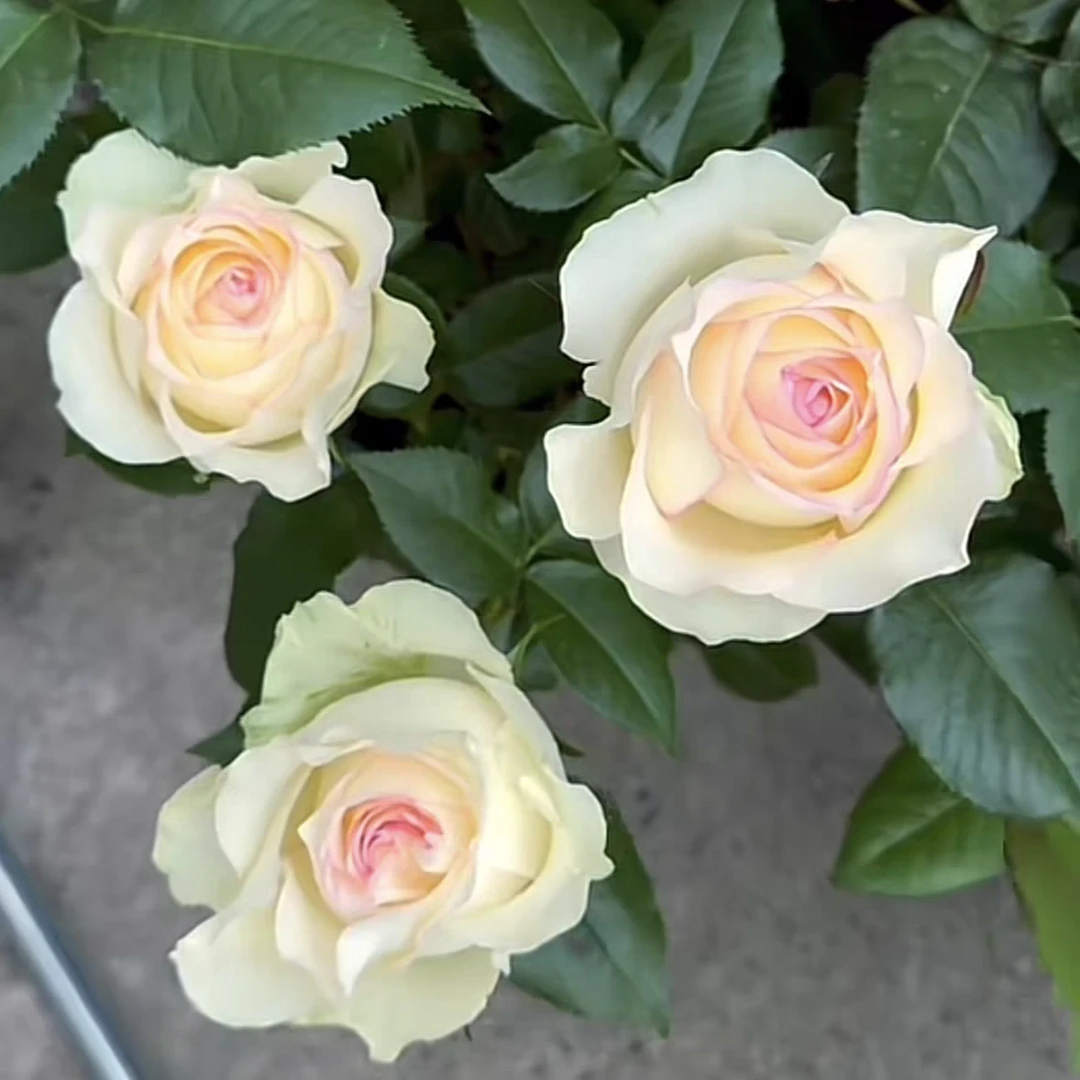 白艾莎/甜蜜艾莎  新品进口切花 大花多季开花