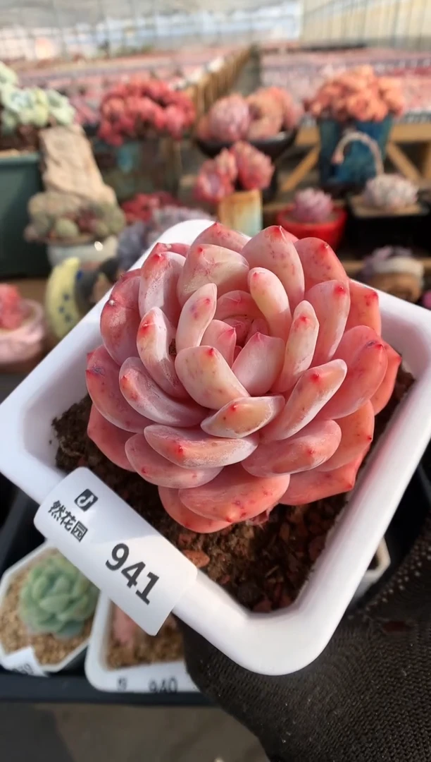 【闪购商品】941雪天使一物一拍