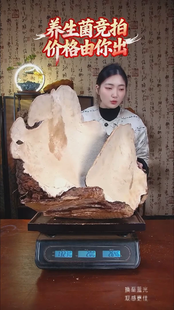 红缘拟层孔菌中国大陆【藏区野生】红缘树舌（26斤）280-290年份