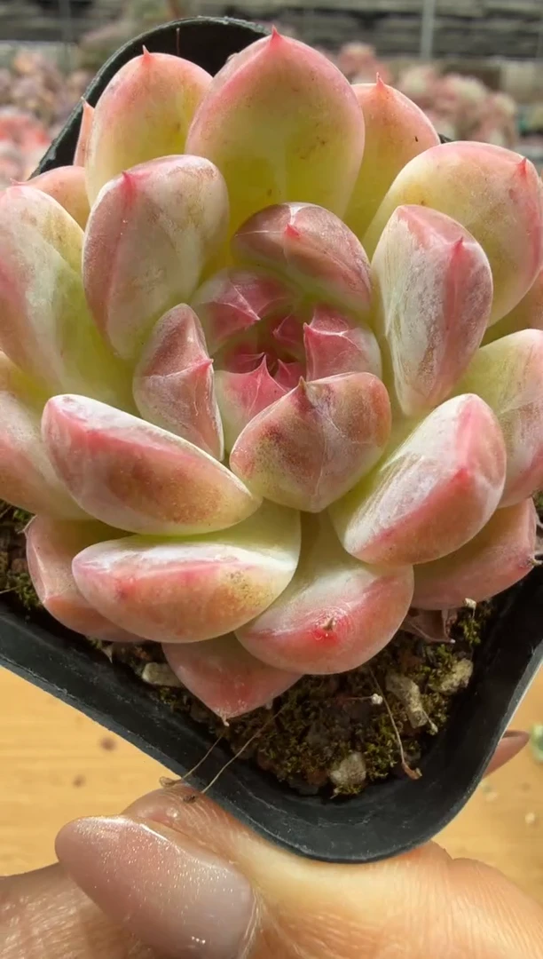 东云多肉园二店-161