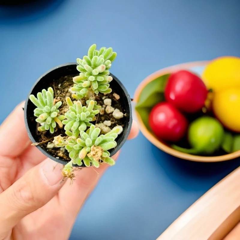 荧光兔枝干番杏多肉植物紫色小花观赏多肉鲜花绿植