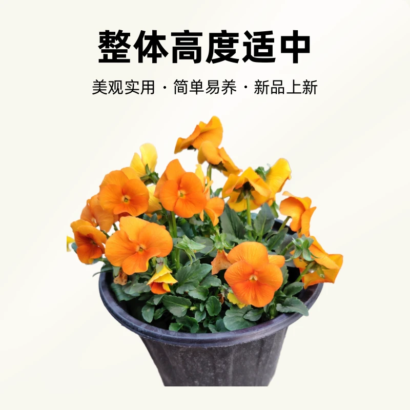 角堇～冬季耐寒小精灵～爆花小机器～颜色多～