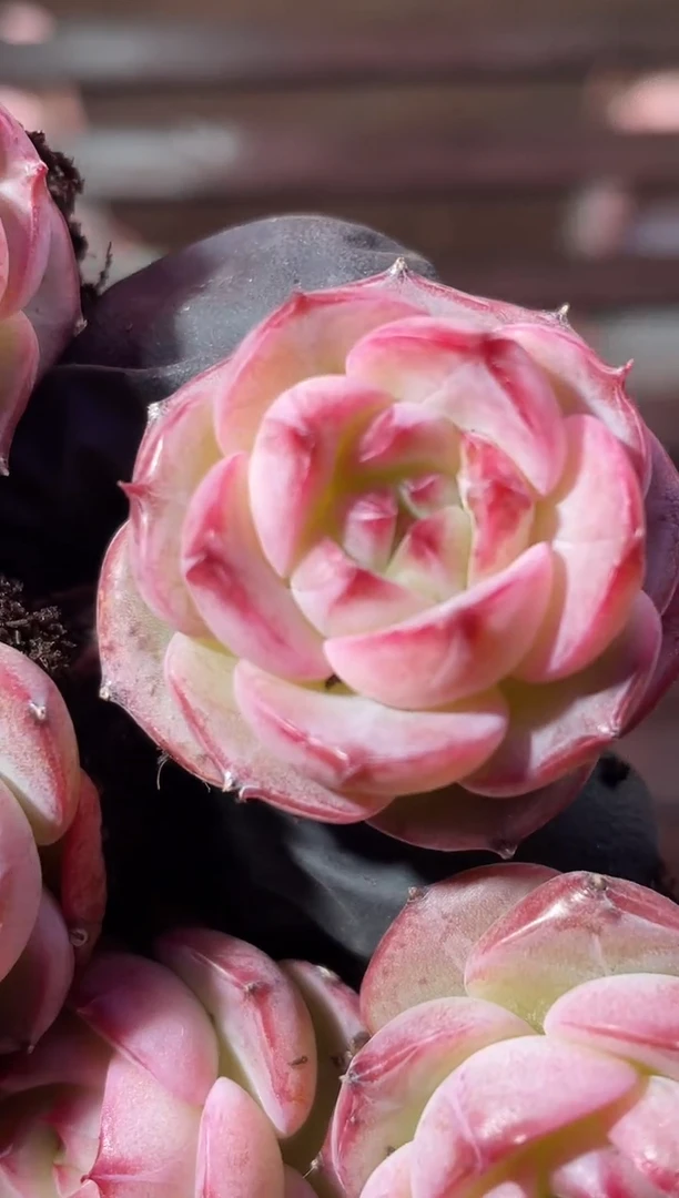 33-82 铭玄2-3厘米量拍发一颗